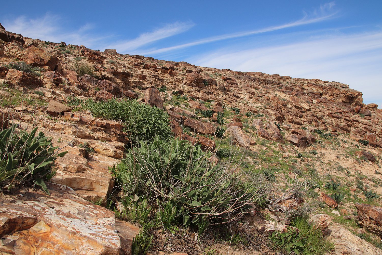 Арад, image of landscape/habitat.