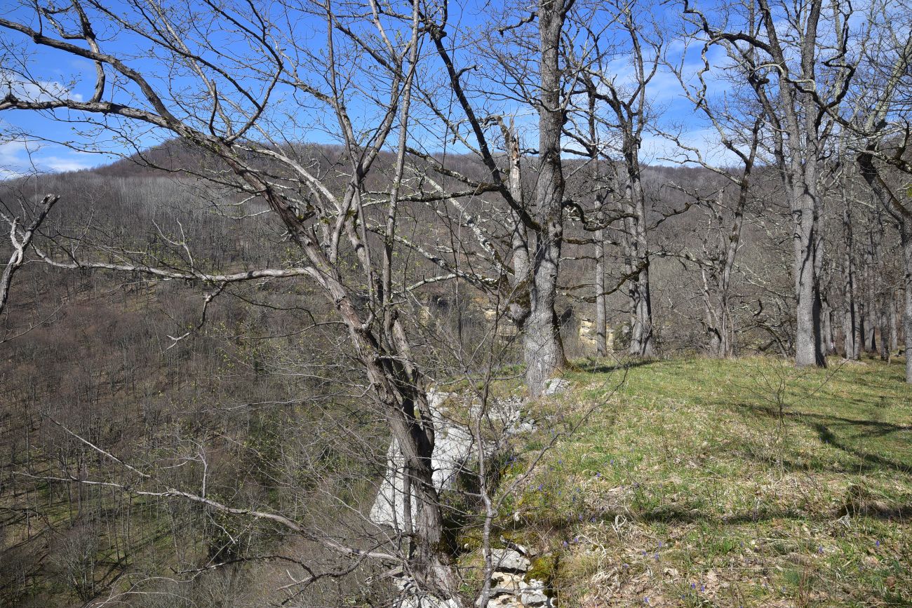 Скала Молоток, image of landscape/habitat.