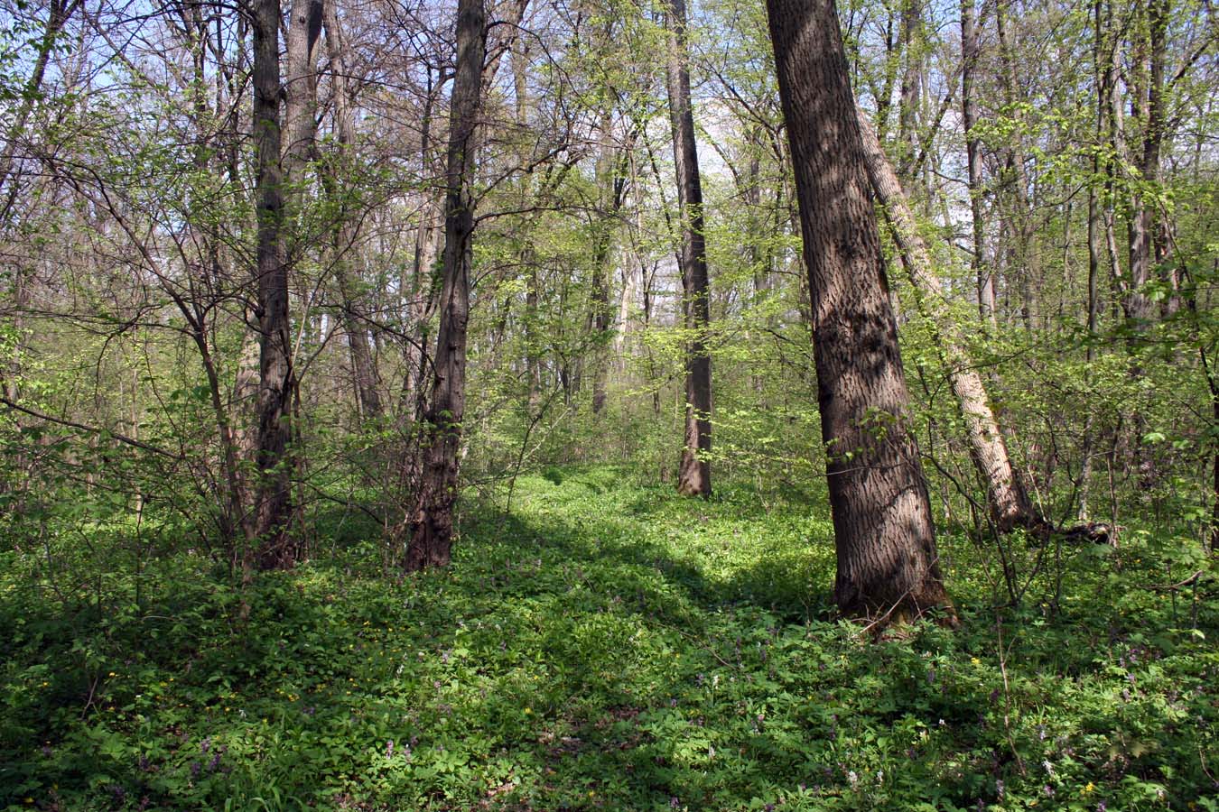 Лесники, низинная часть, image of landscape/habitat.