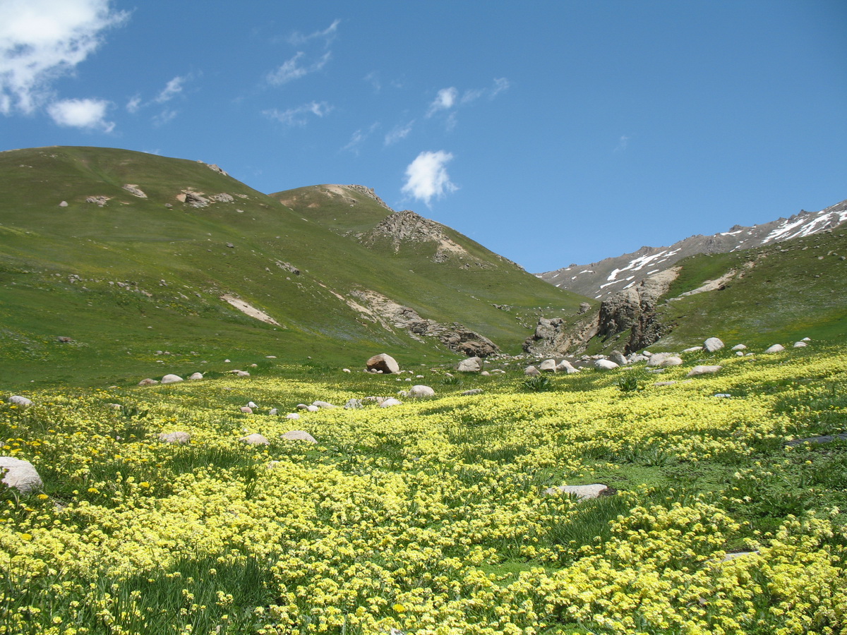 Перевал Алабель, image of landscape/habitat.