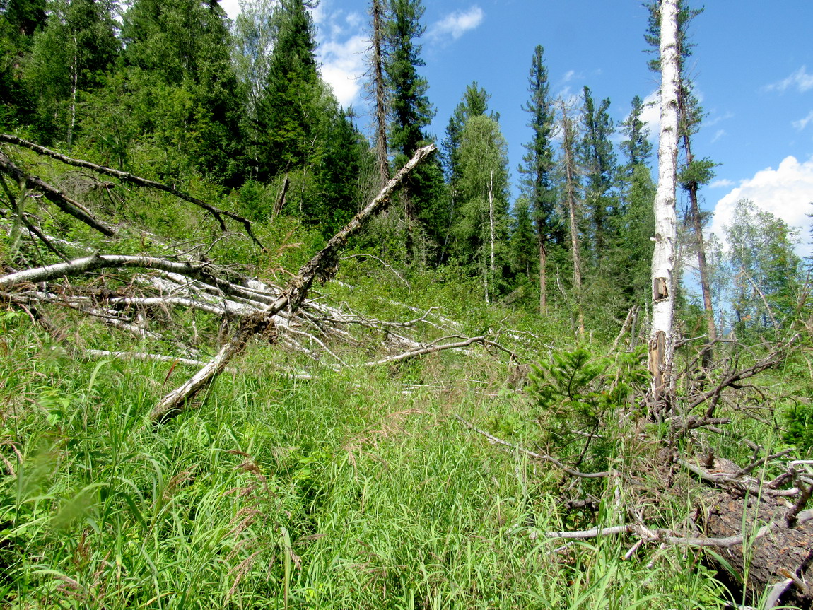 Багазюль, image of landscape/habitat.