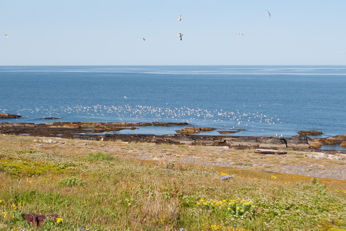 Восточный Кильдин, image of landscape/habitat.