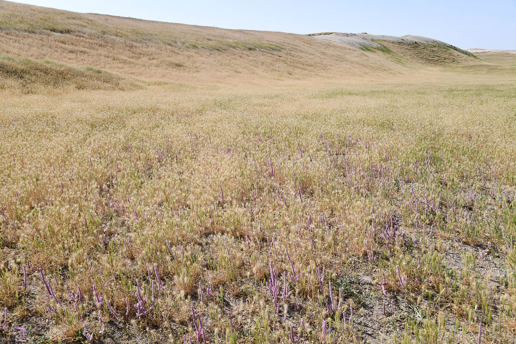 Пески Карадум, image of landscape/habitat.