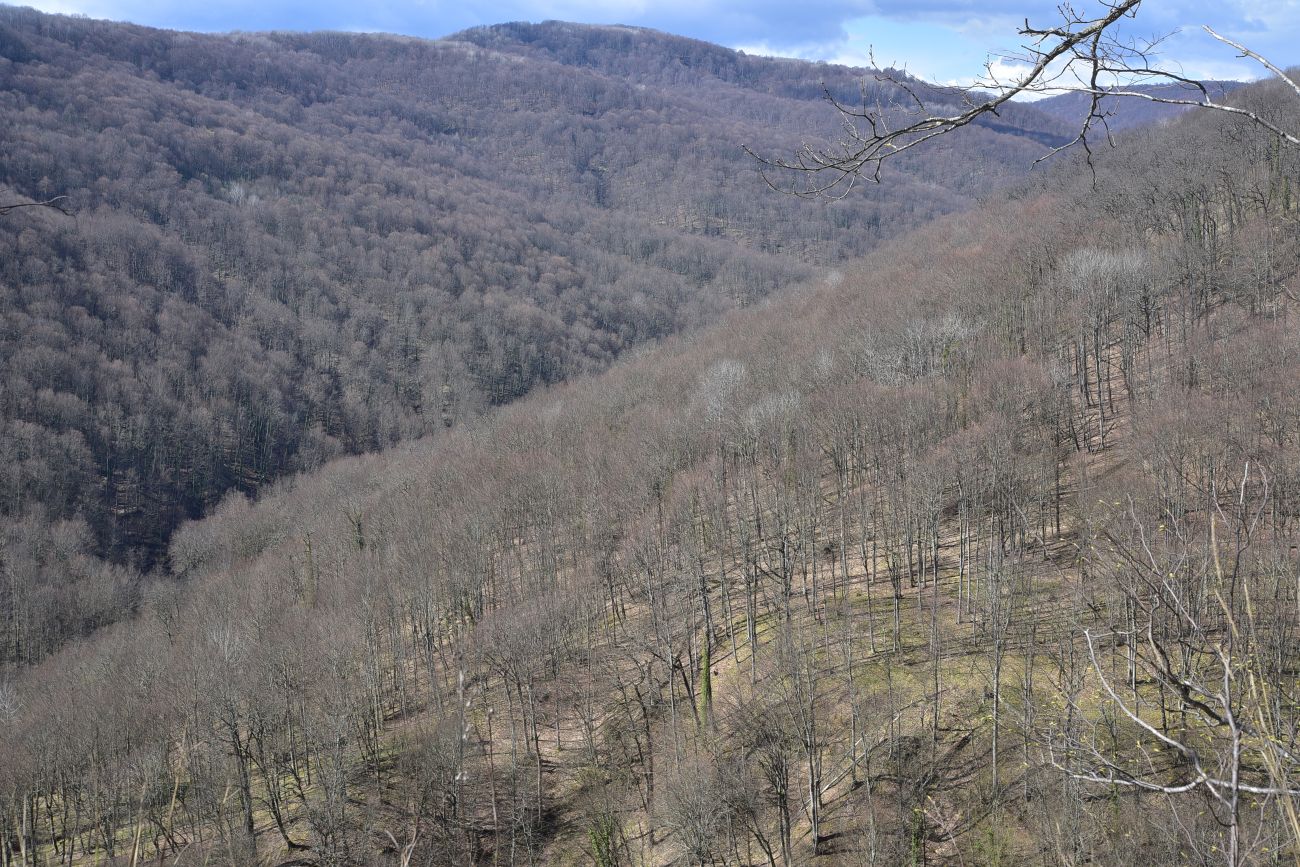 Скала Молоток, image of landscape/habitat.