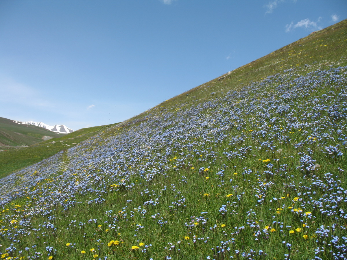 Перевал Алабель, image of landscape/habitat.