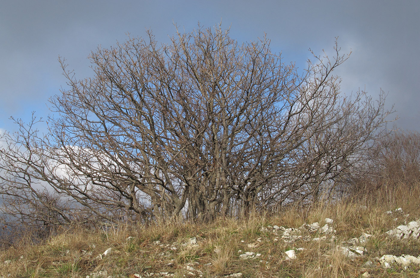 Лысая-Шапсугская, image of landscape/habitat.