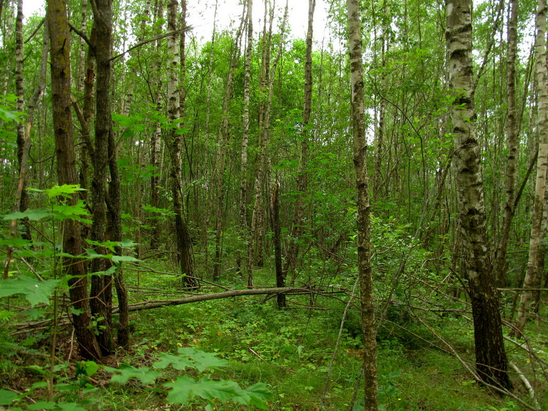 Рутка-2, image of landscape/habitat.