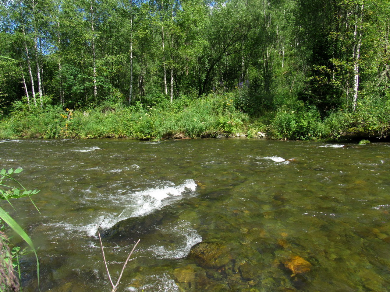 Багазюль, image of landscape/habitat.