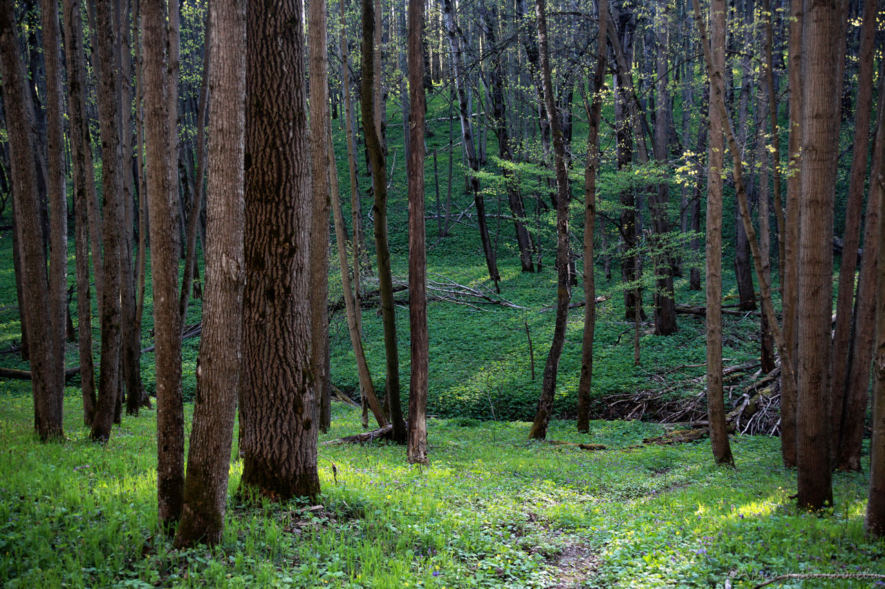Дубна и окрестности, image of landscape/habitat.