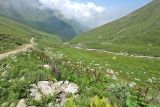 Чайнашки, image of landscape/habitat.