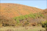 Посадки пинии близ Прасковеевки, image of landscape/habitat.