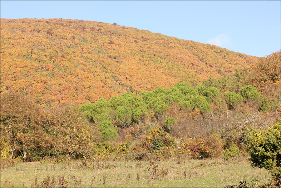 Посадки пинии близ Прасковеевки, image of landscape/habitat.