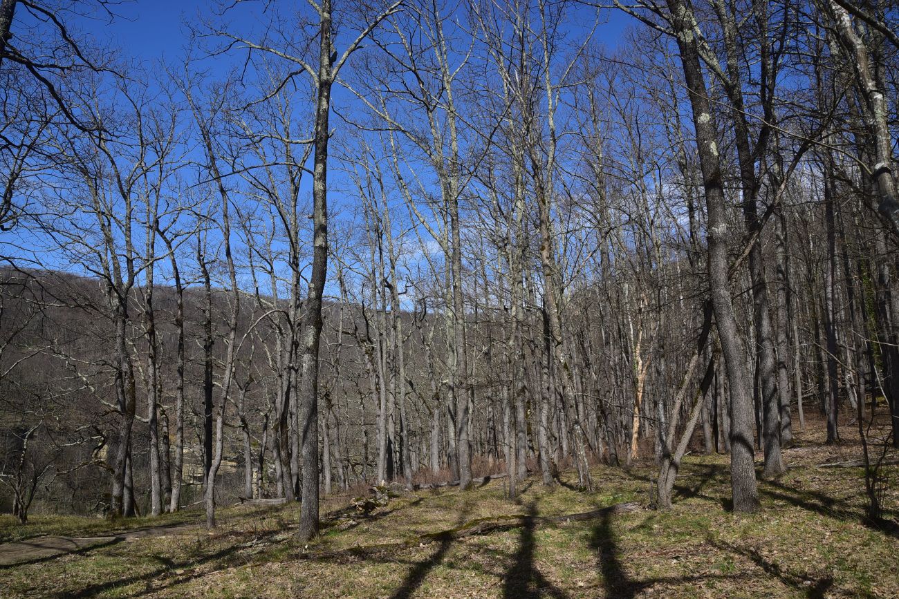 Скала Молоток, image of landscape/habitat.