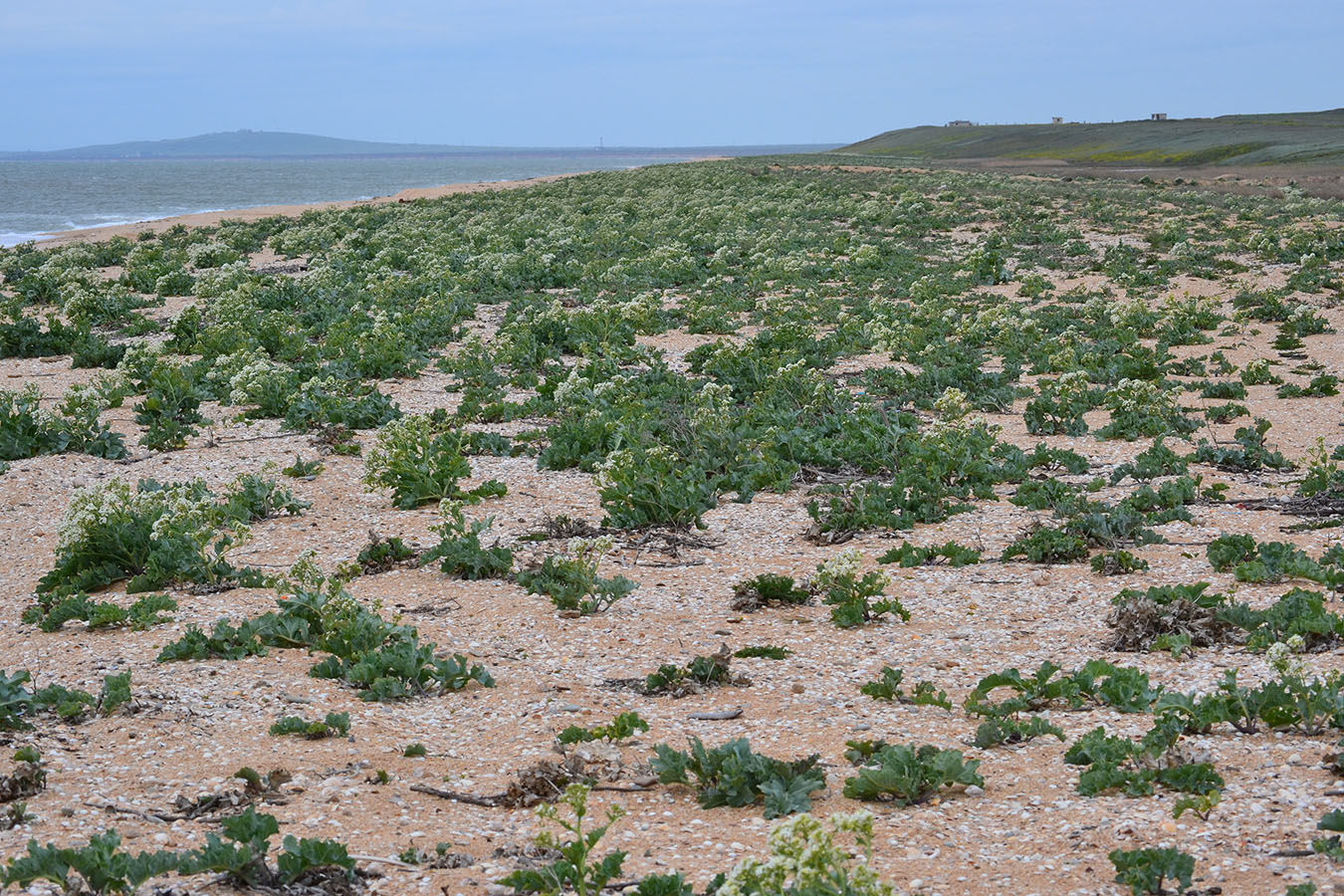 Урочище Латы (оз Узунлар), image of landscape/habitat.