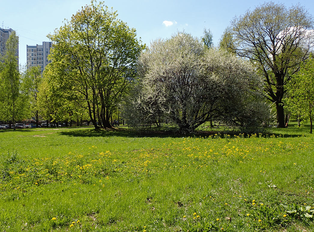 Воронцовский парк, image of landscape/habitat.