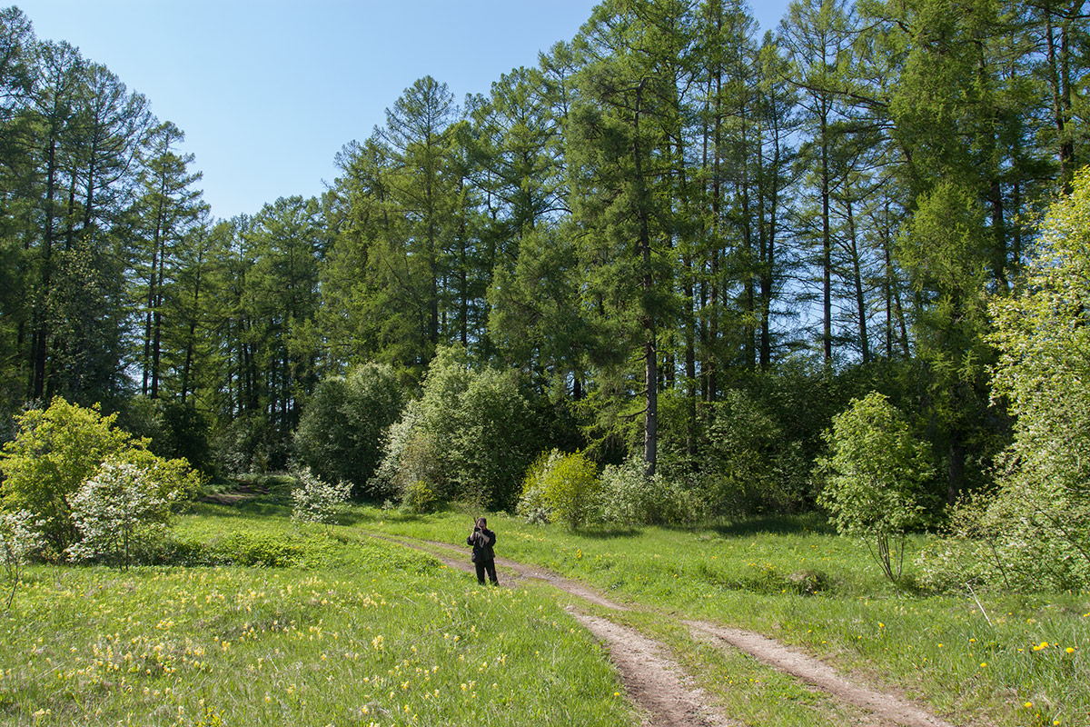 Петровщинская роща и луга, image of landscape/habitat.