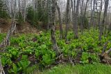 Пуховая и окрестности, image of landscape/habitat.