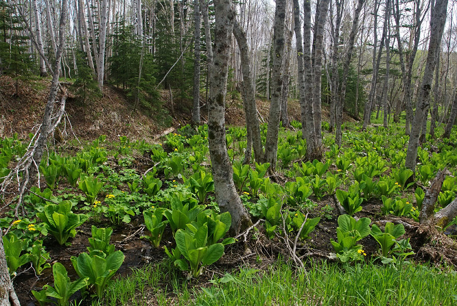 Пуховая и окрестности, image of landscape/habitat.