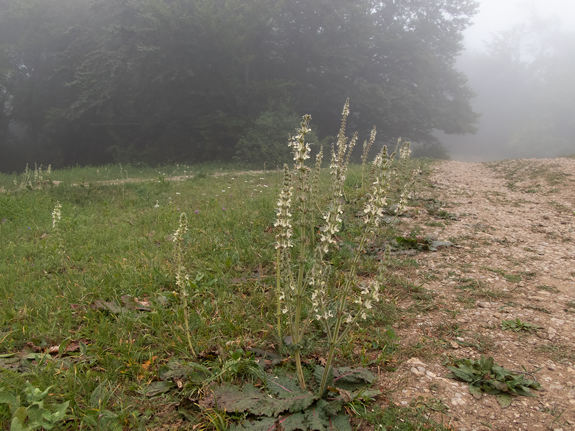 Ангарский перевал, image of landscape/habitat.