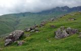 У поселка Верхний Фиагдон, image of landscape/habitat.