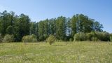 Петровщинская роща и луга, image of landscape/habitat.