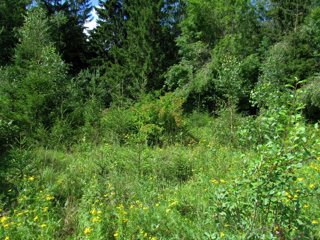 Новогрудок, image of landscape/habitat.