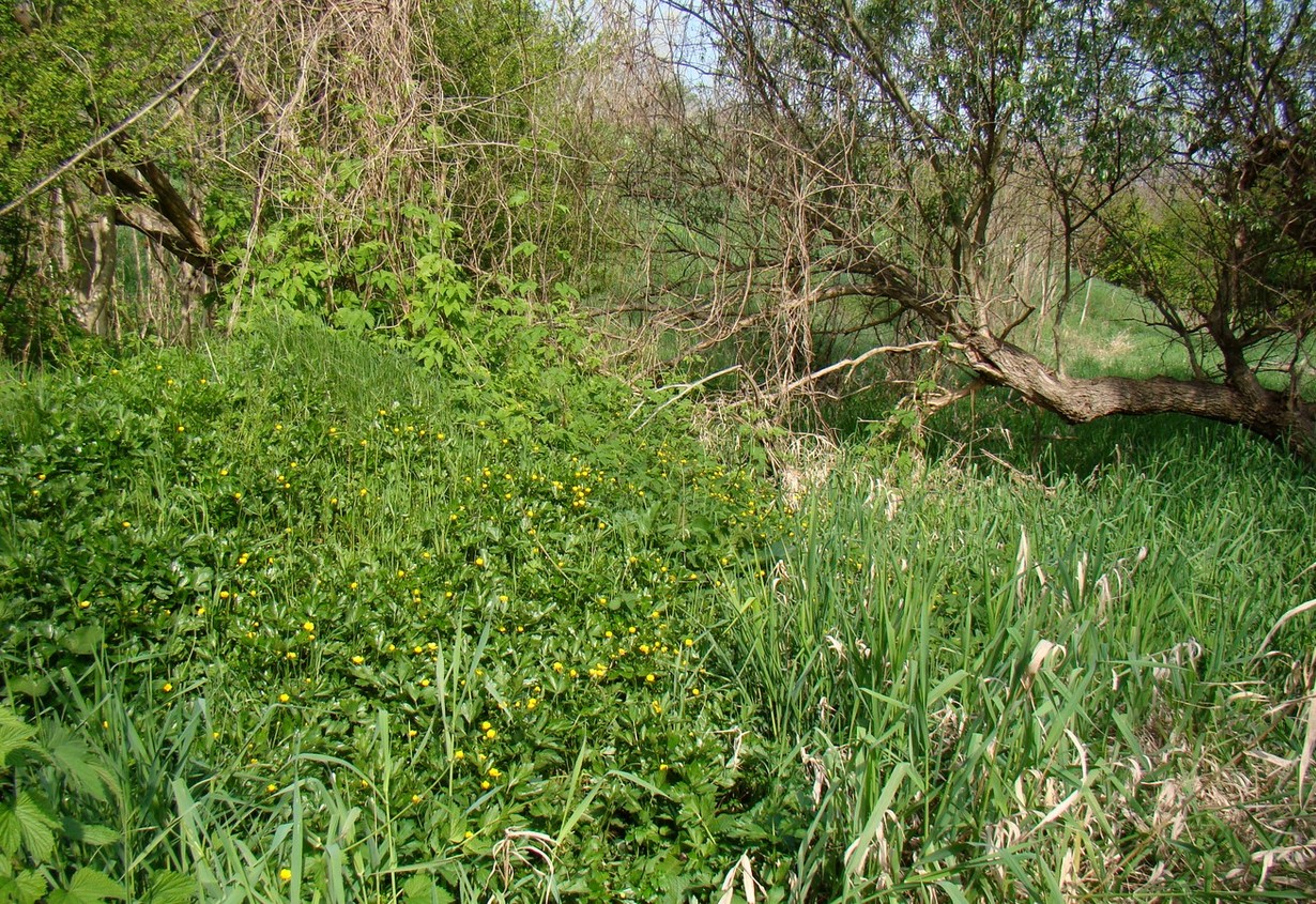 Берег Кубани в Усть-Лабинске, image of landscape/habitat.