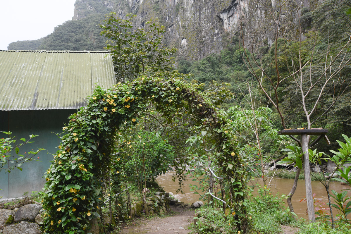 Сад бабочек в Мачу-Пикчу, image of landscape/habitat.