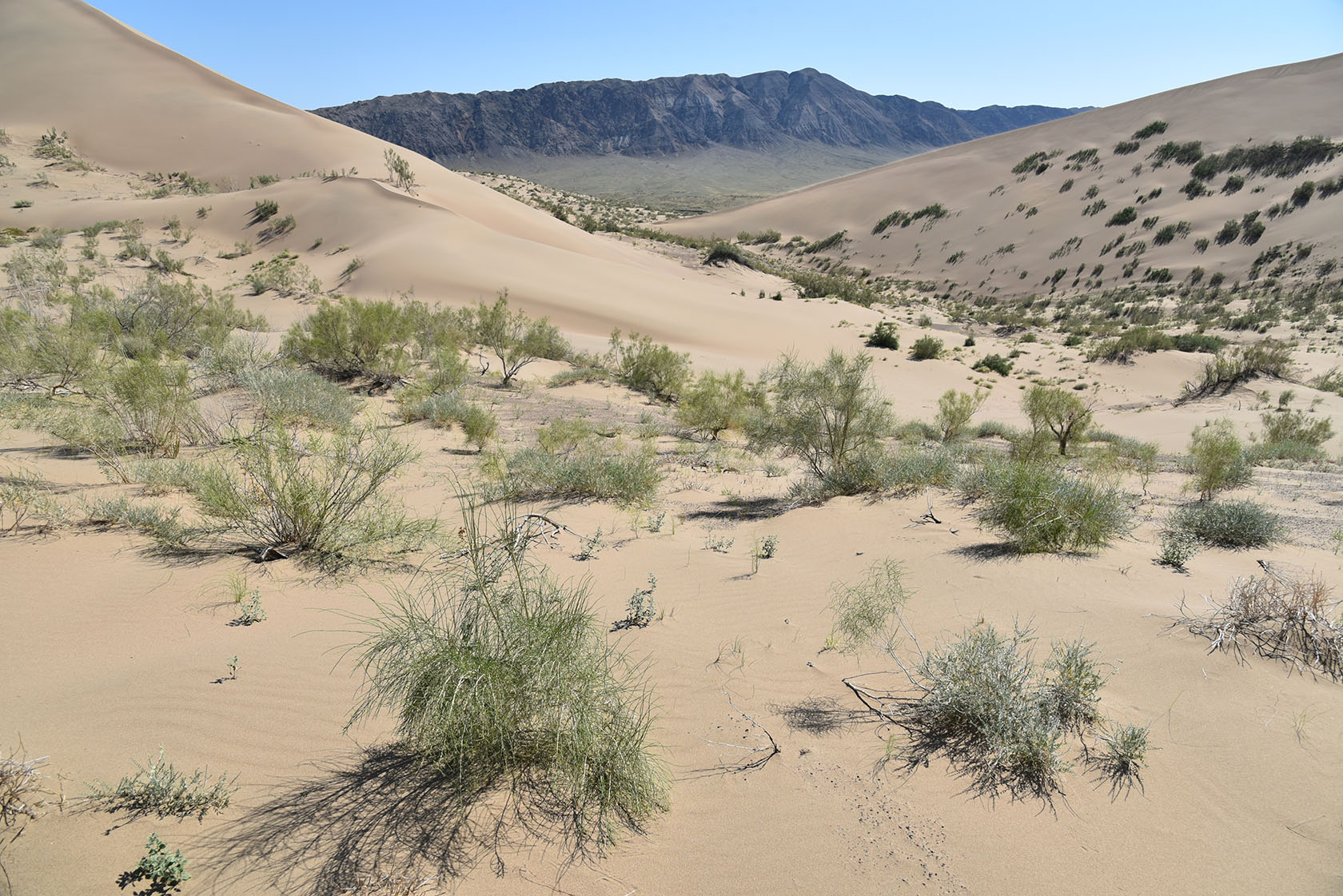 Айгайкум (Поющий бархан), image of landscape/habitat.