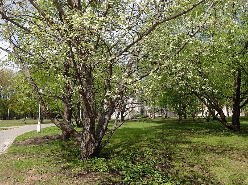 Воронцовский парк, image of landscape/habitat.