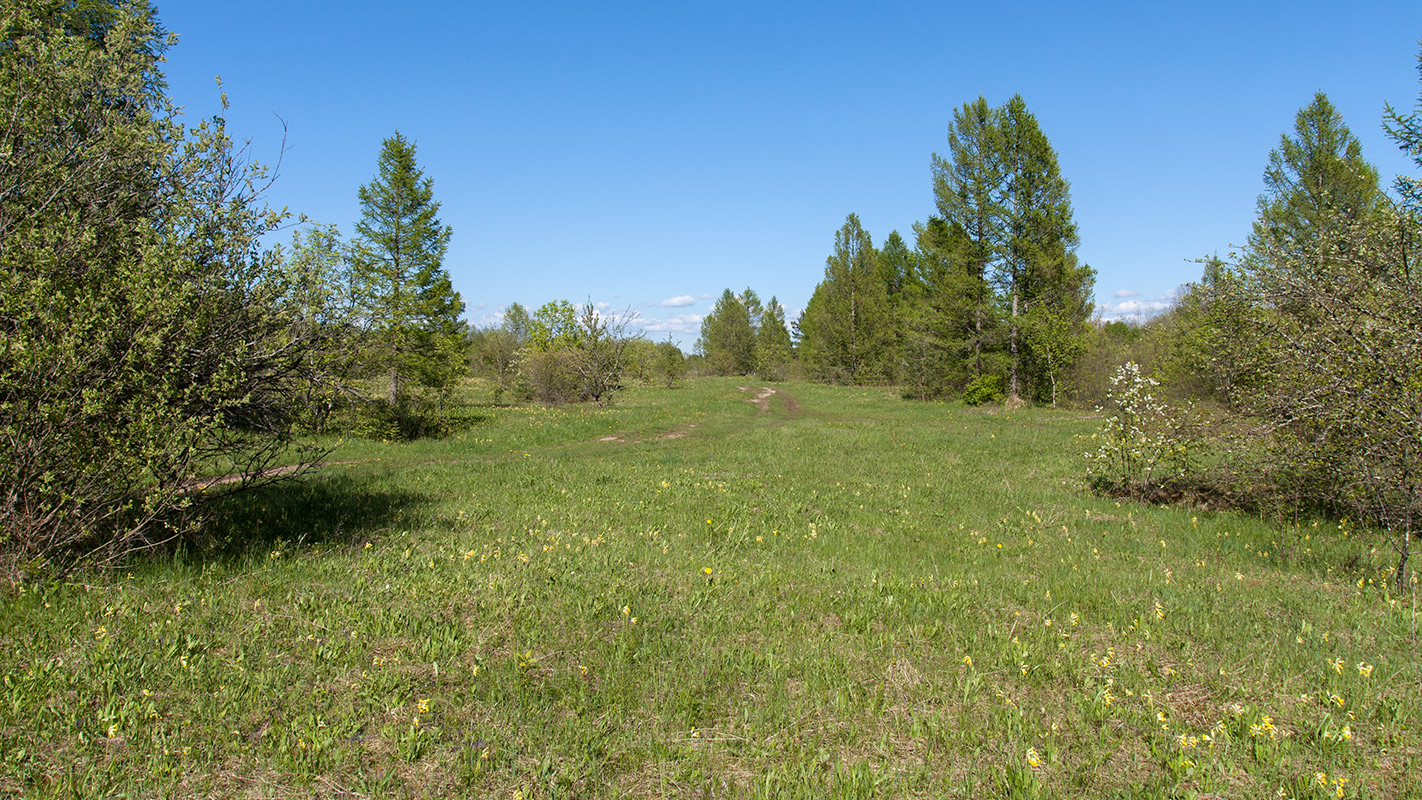 Петровщинская роща и луга, изображение ландшафта.