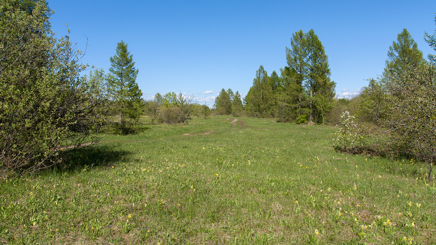 Петровщинская роща и луга, image of landscape/habitat.