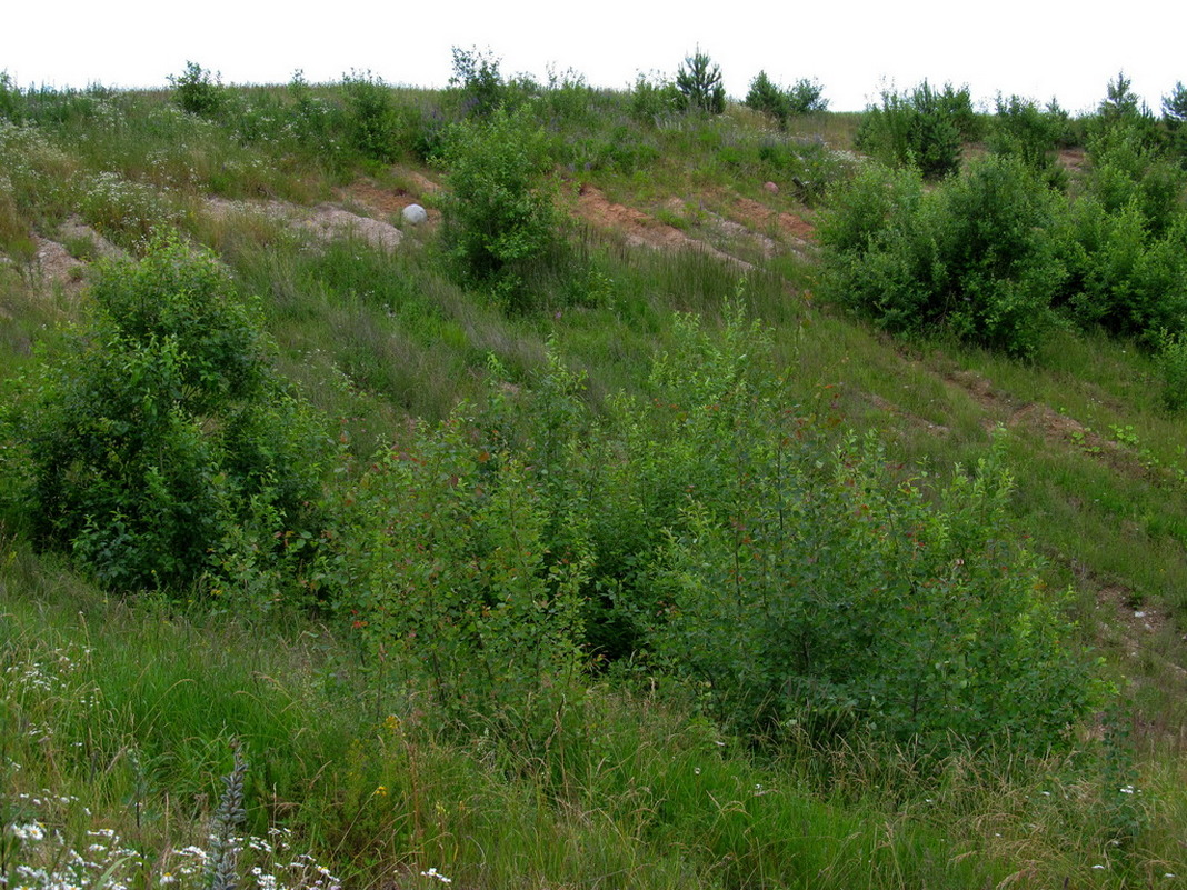 Рекультивированный карьер 2, изображение ландшафта.
