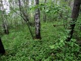 Image of landscape