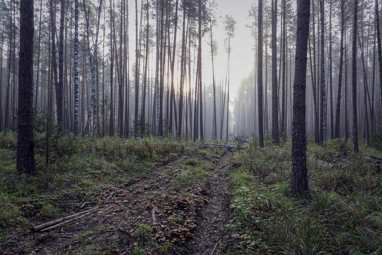 Кунчурихинский бор, image of landscape/habitat.