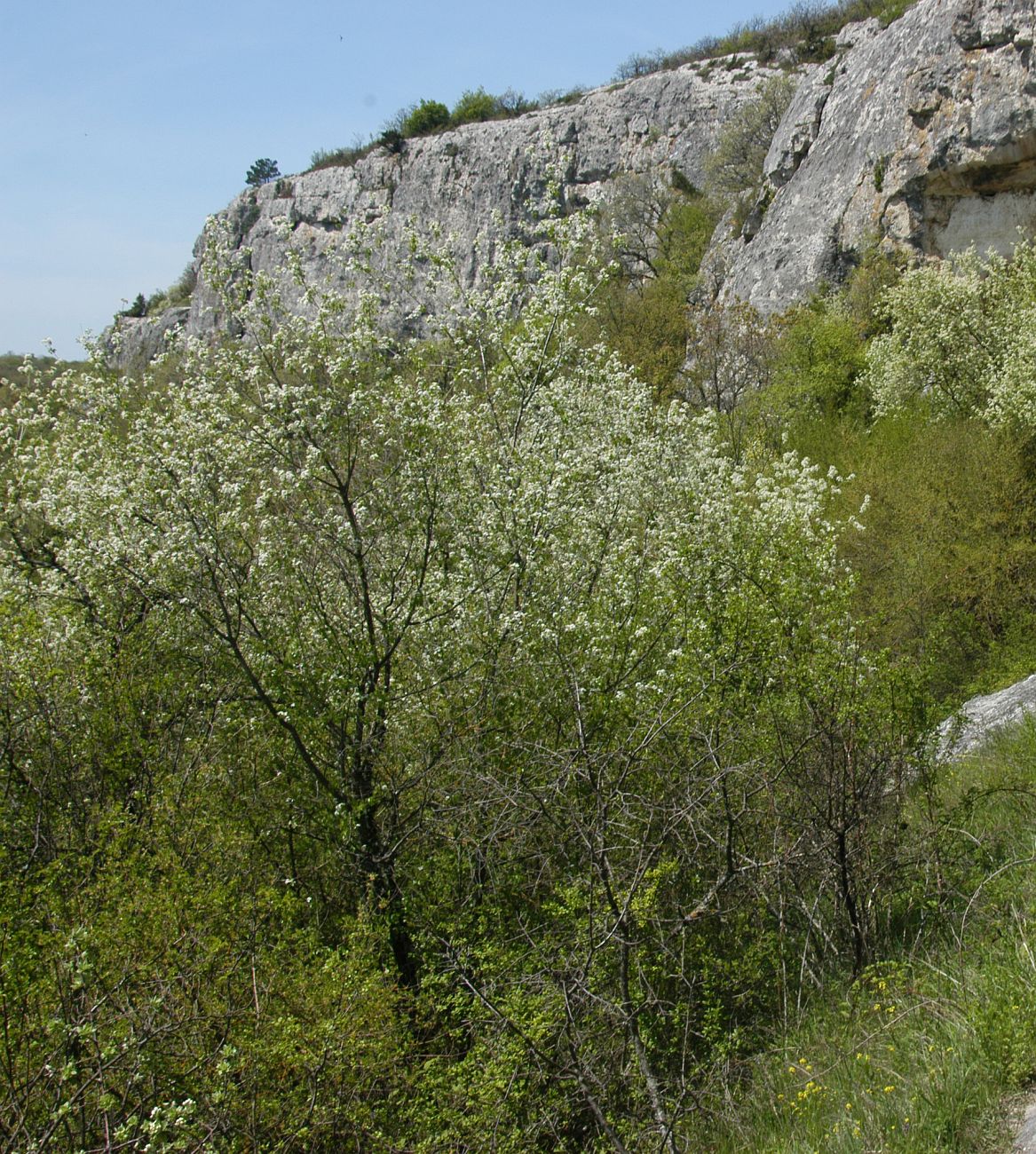 Окрестности монастыря Шулдан, image of landscape/habitat.