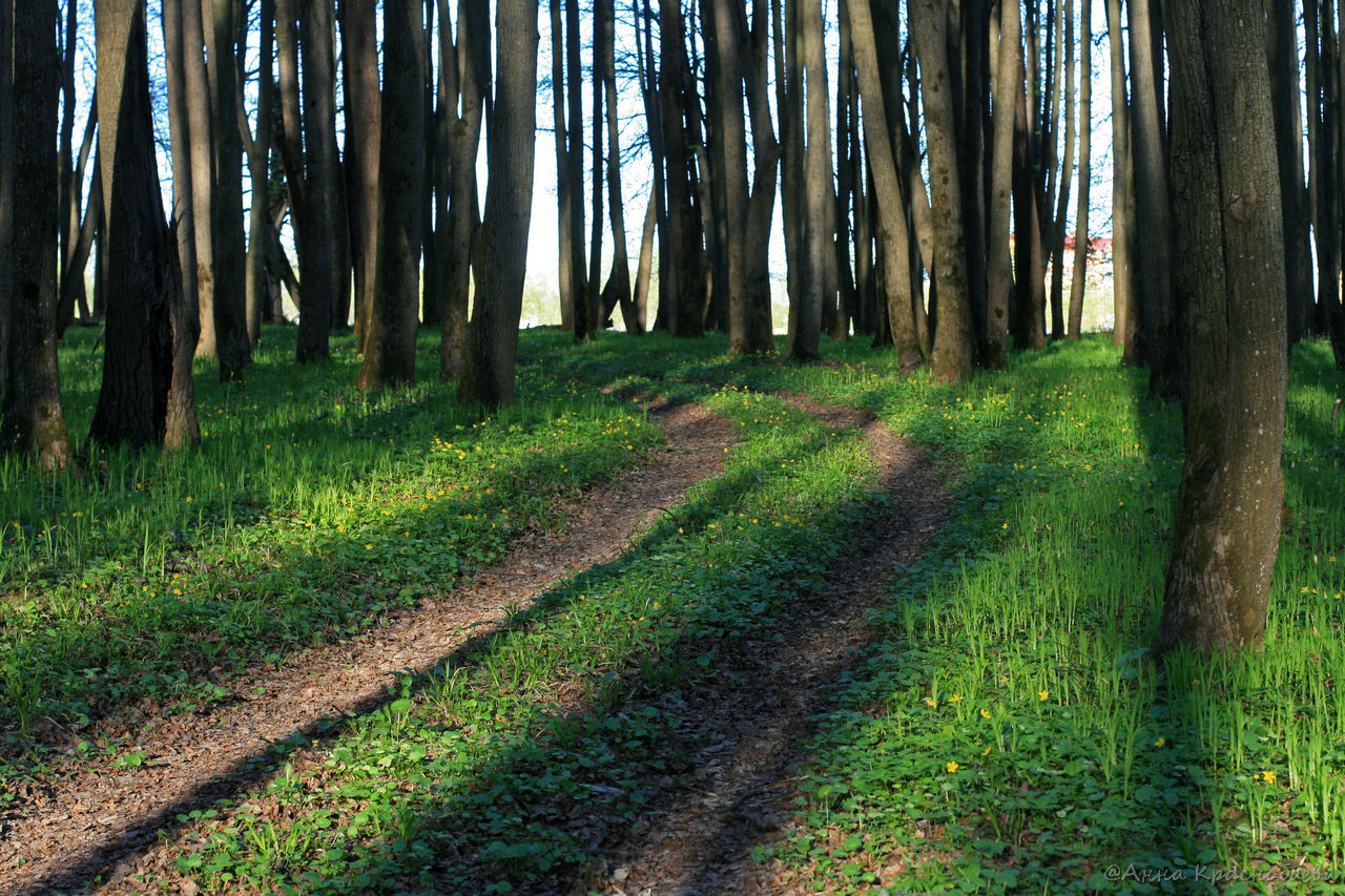 Дубна и окрестности, image of landscape/habitat.