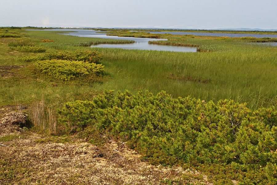 Чайво, image of landscape/habitat.
