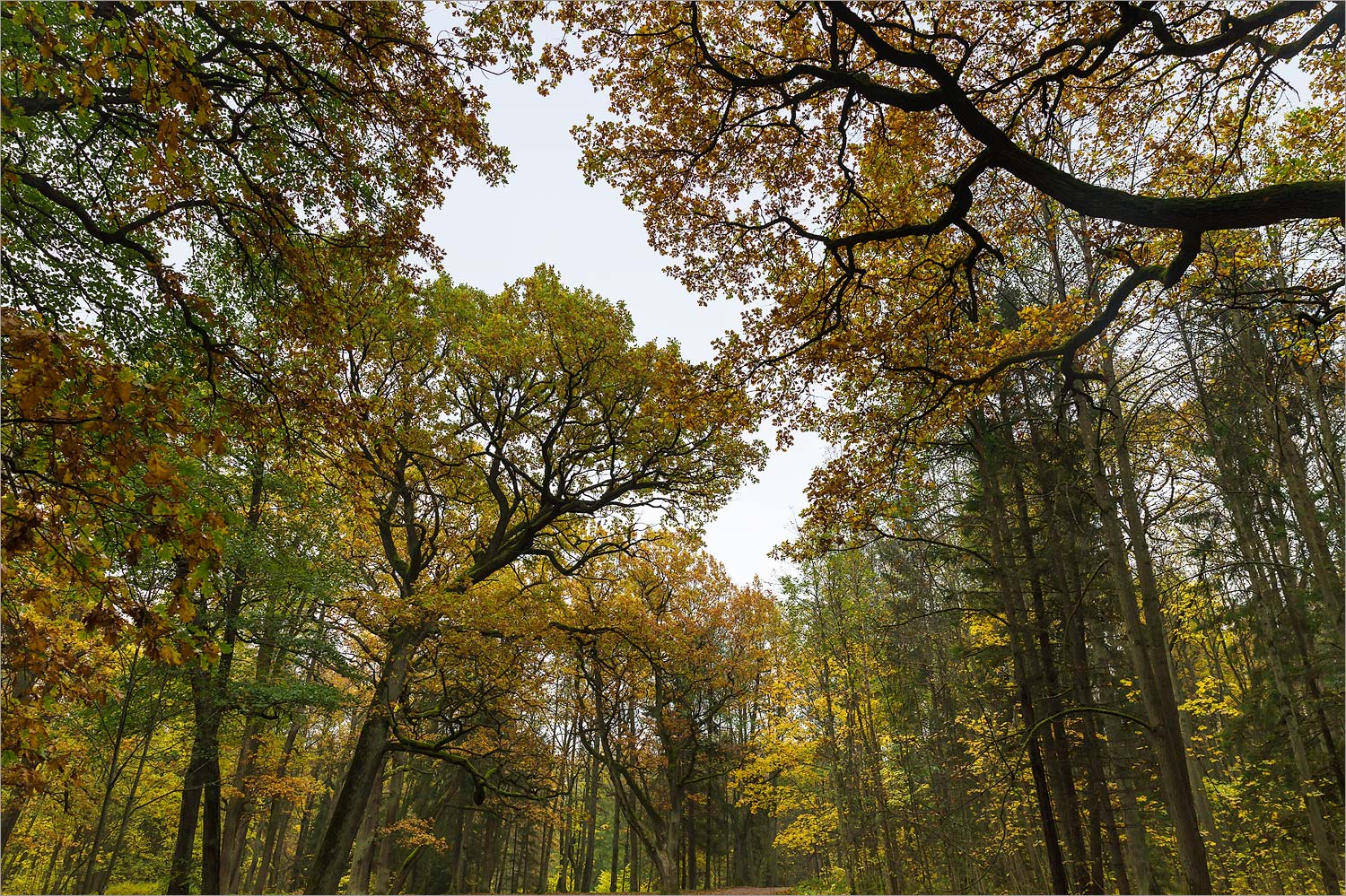 Парк "Сергиевка", image of landscape/habitat.