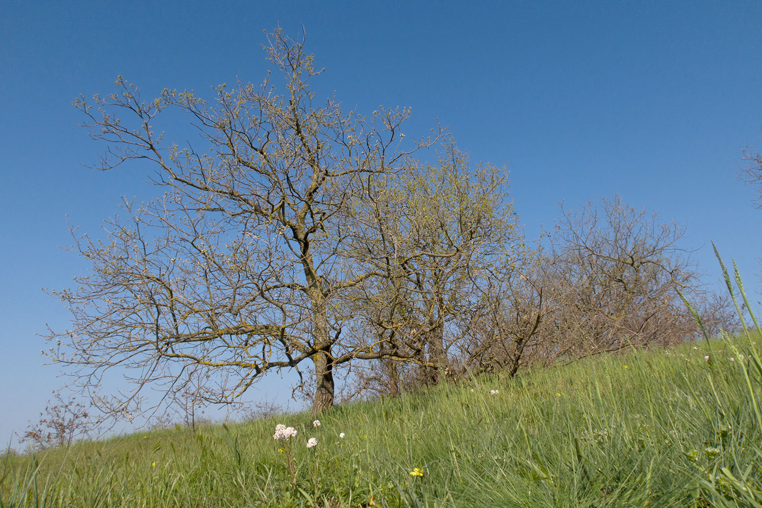 Дубовый Рынок, image of landscape/habitat.