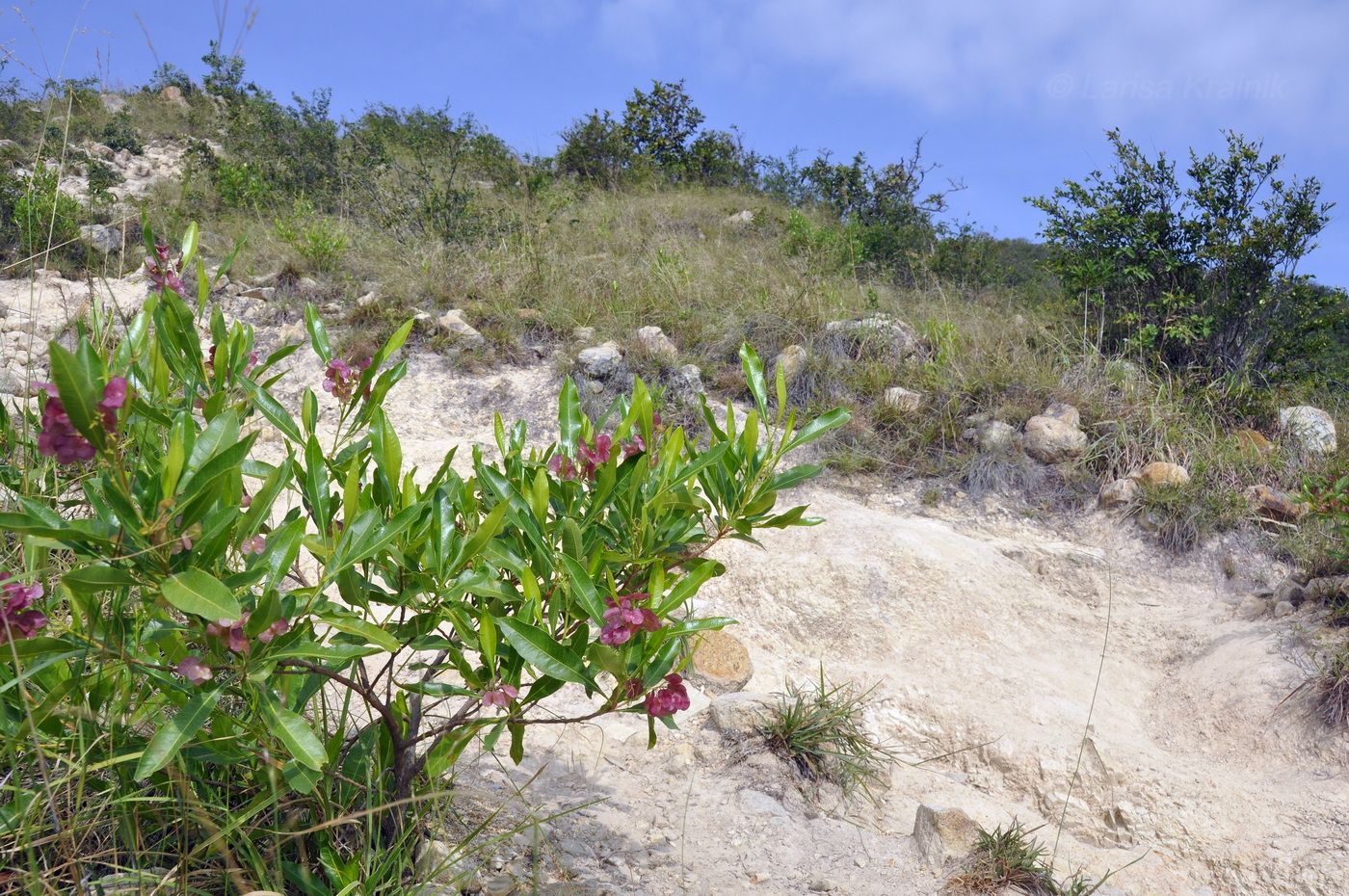 Гора Ангелов (Co Tien), image of landscape/habitat.
