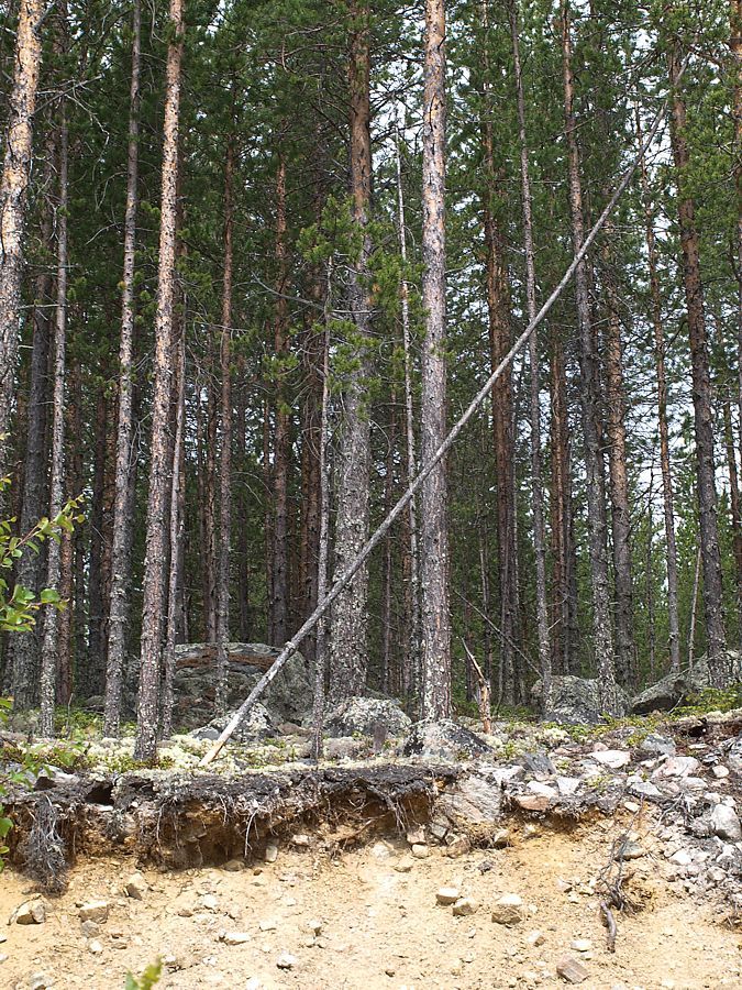 Колвица, image of landscape/habitat.