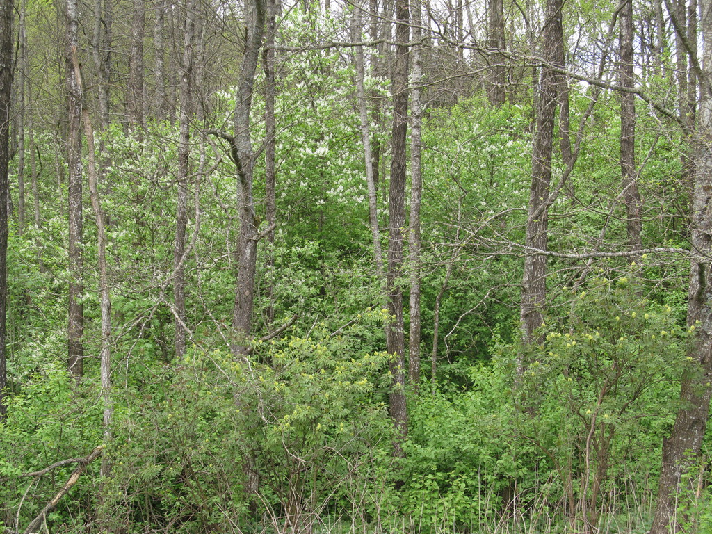 Литовка, image of landscape/habitat.