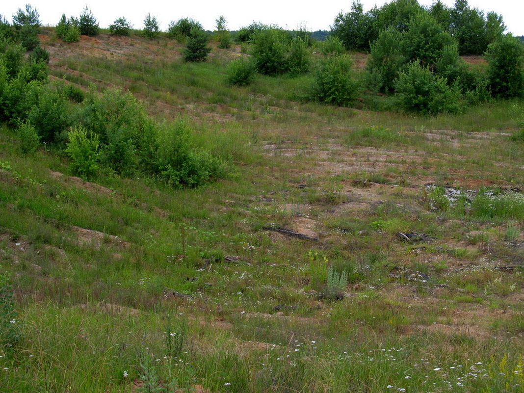 Рекультивированный карьер 2, image of landscape/habitat.