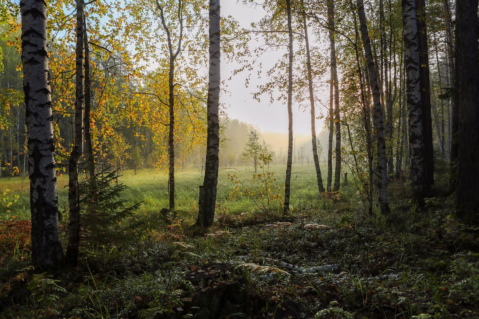 Кунчурихинский бор, image of landscape/habitat.