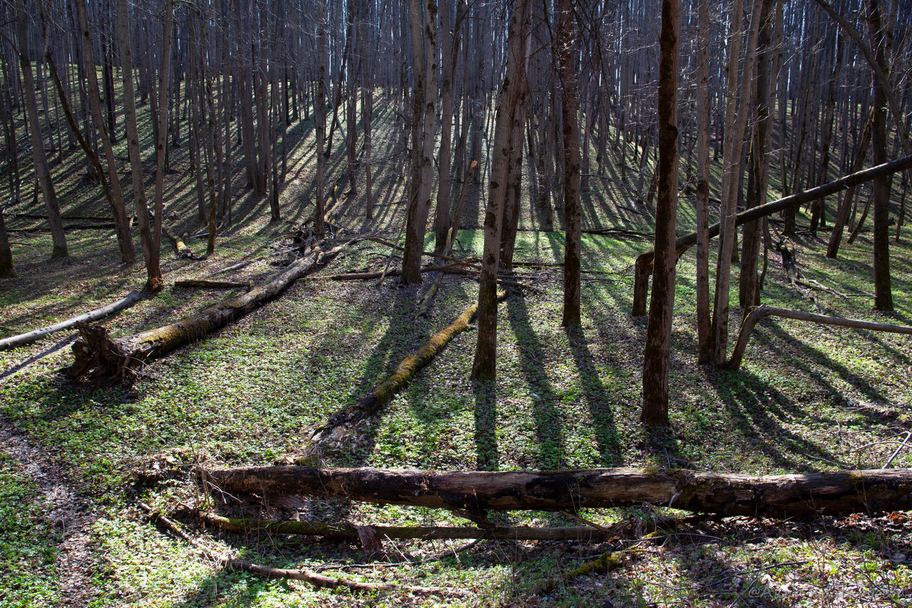 Дубна и окрестности, image of landscape/habitat.