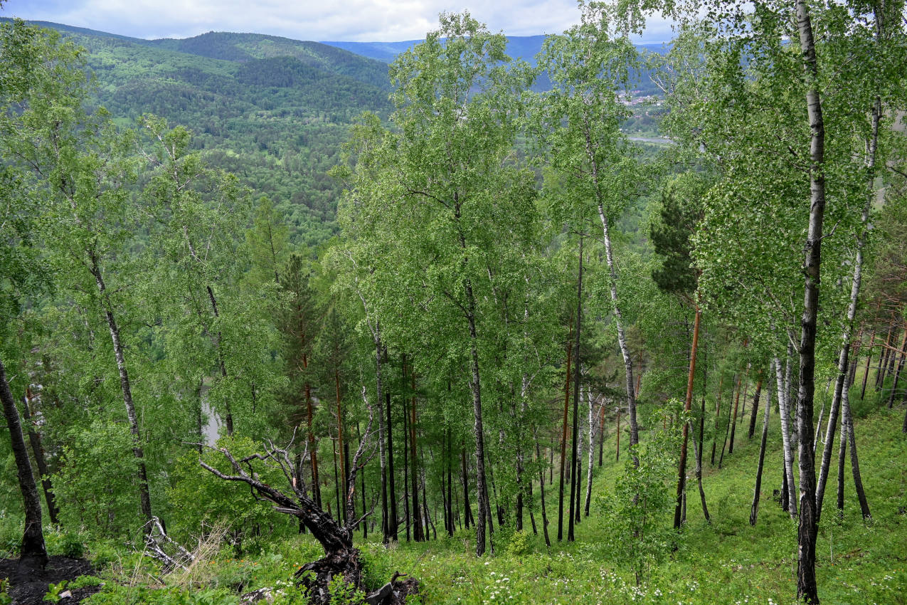 Долина реки Мана, image of landscape/habitat.