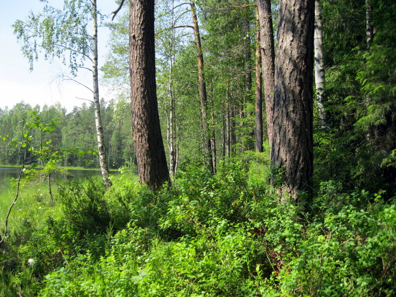 Озеро Щучье (Комарово), image of landscape/habitat.