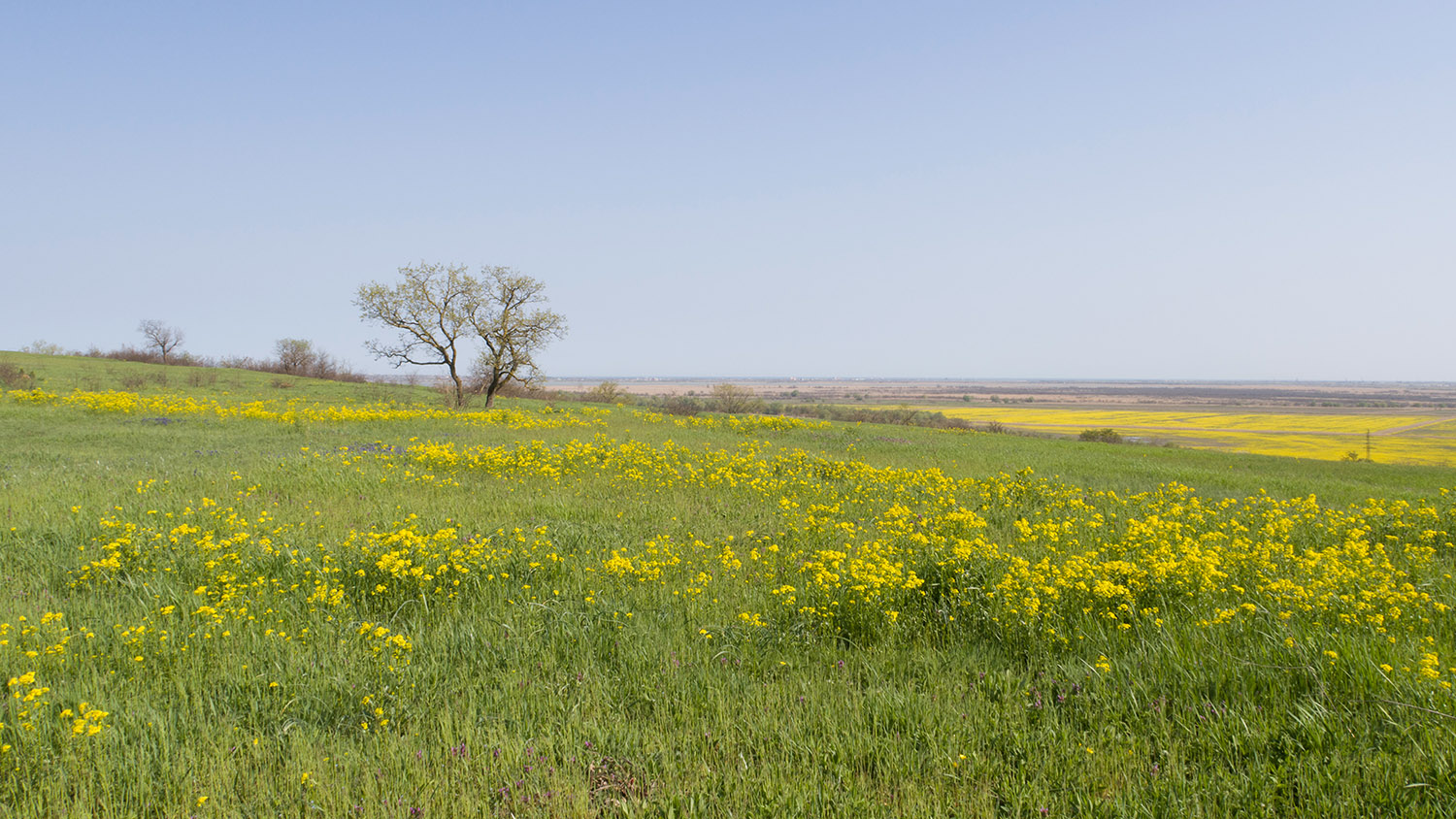 Дубовый Рынок, image of landscape/habitat.