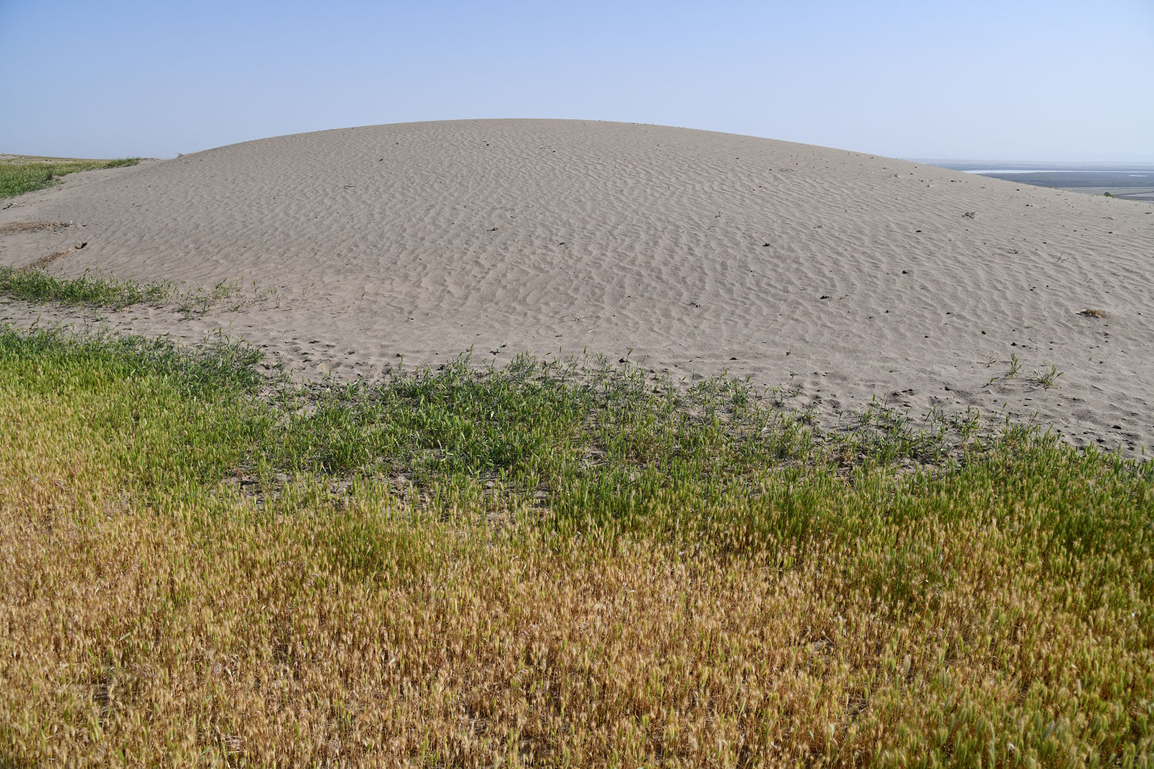 Пески Карадум, image of landscape/habitat.
